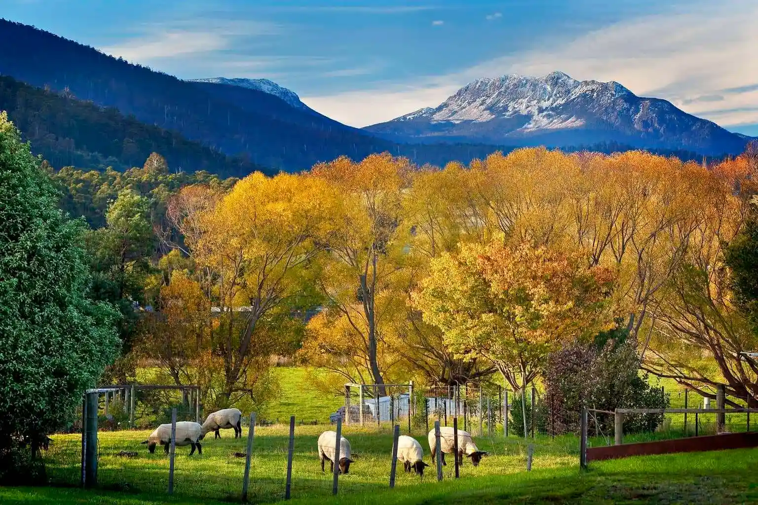 Autumn in the Huon Valley beneath Sleeping Beauty mountain